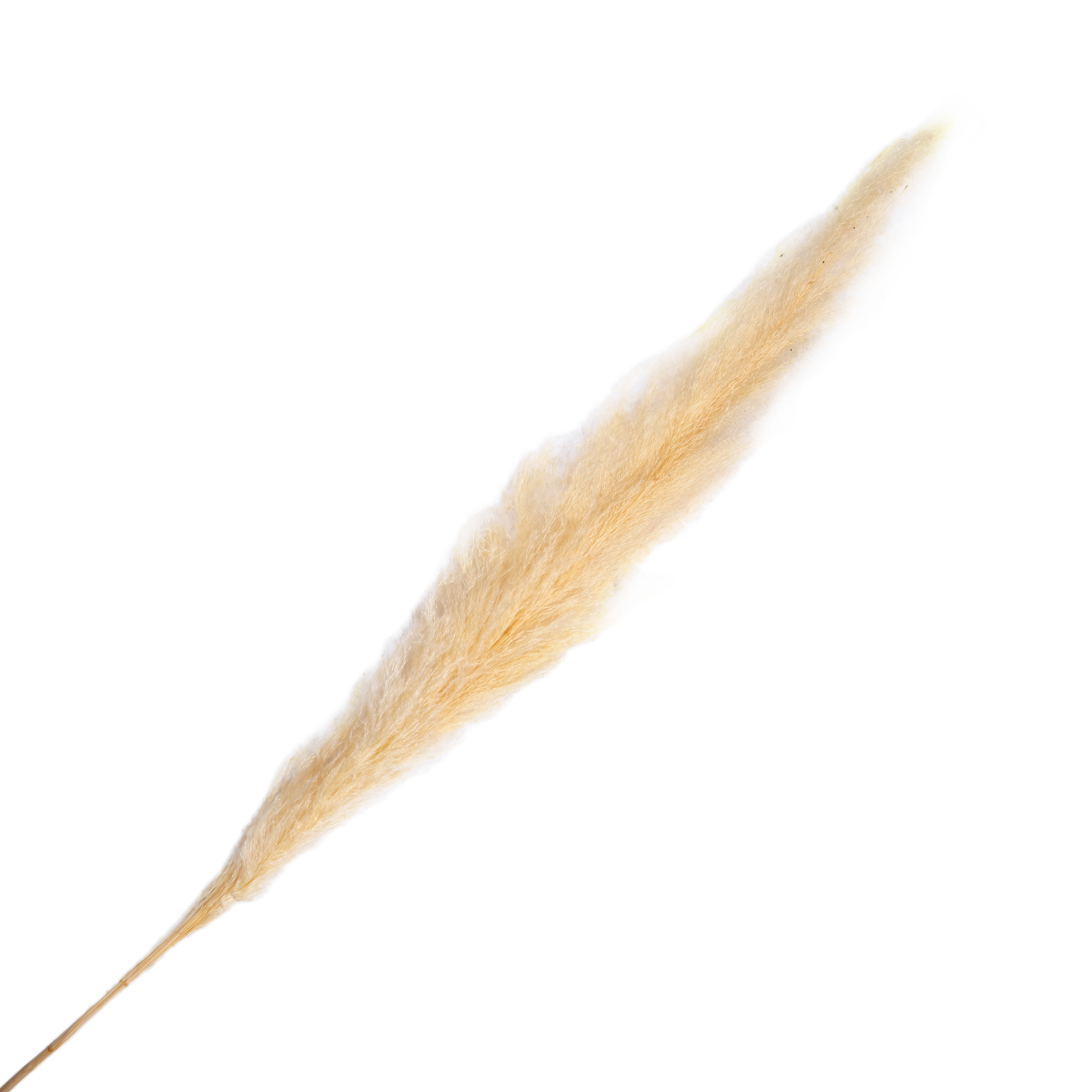 Dry bleached reed